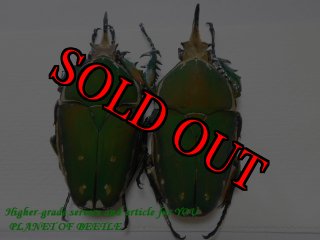 1/5新着-標本販売館 - PLANET OF BEETLE