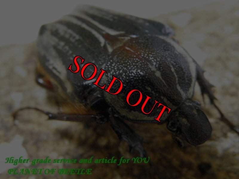 画像2: 6/4タンザニア！天然シンジュツノハナムグリMサイズペアNo2 (2)