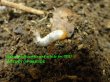 画像3: シエラレオネ産！Clastocnemis quadrimaculatus幼虫5頭セット (3)