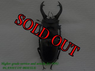 ※ヘラヘラ購入野外標本(♂ドイツ産ケルブス他２点） 1/5新着-標本販売館 - PLANET OF BEETLE