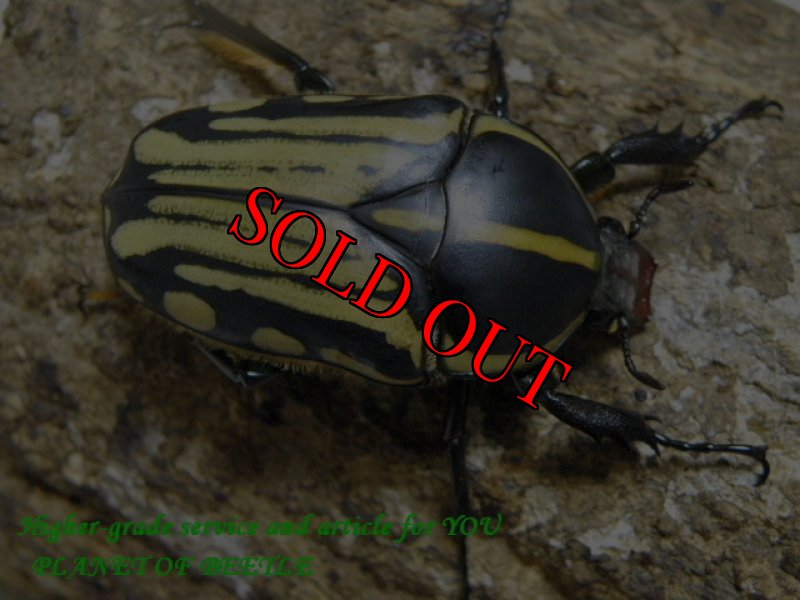 画像2: 西を覇する黒王！天然クラッツクラッツ♂63mm♀45mm完品ペア (2)