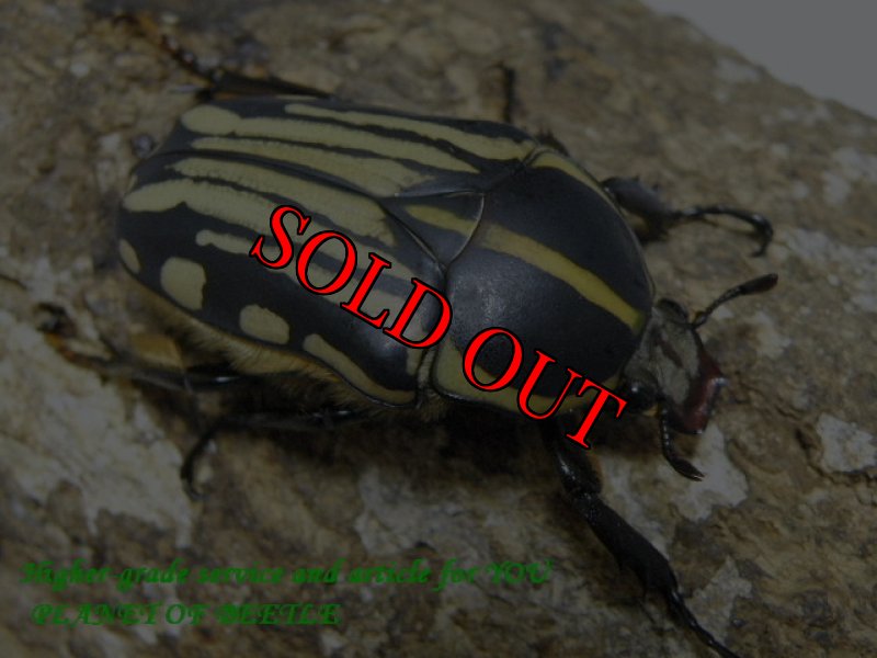 画像2: 西を覇する黒王！天然クラッツクラッツ♂53mm♀43mm完品ペア (2)