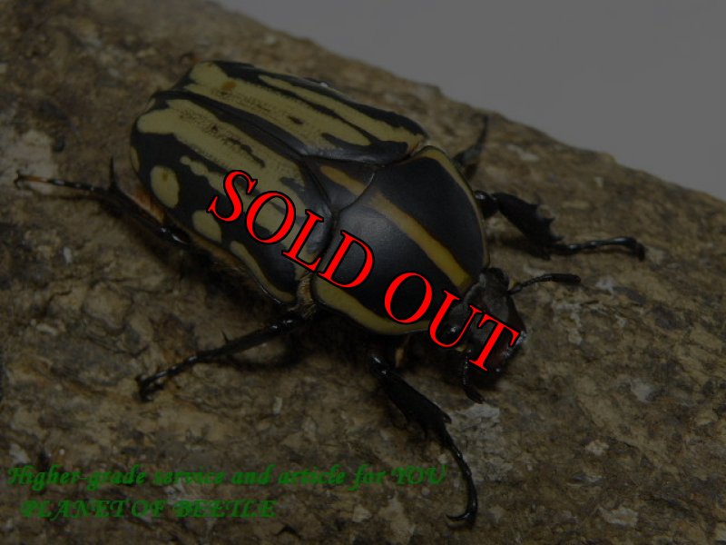 画像2: 西を覇する黒王！天然クラッツクラッツ♂59mm♀45mm完品ペア (2)