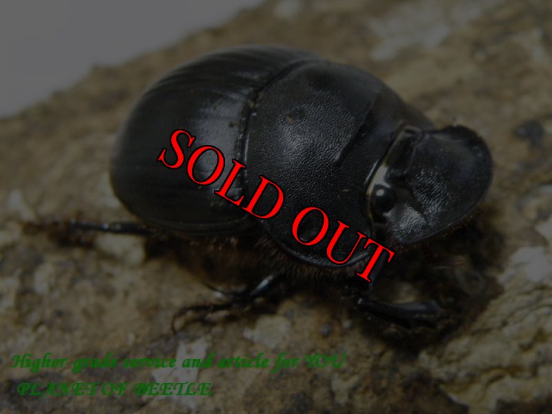 画像3: ブリード用乾燥牛糞付き！11/29天然タイワンダイコクコガネ完品ペア (3)