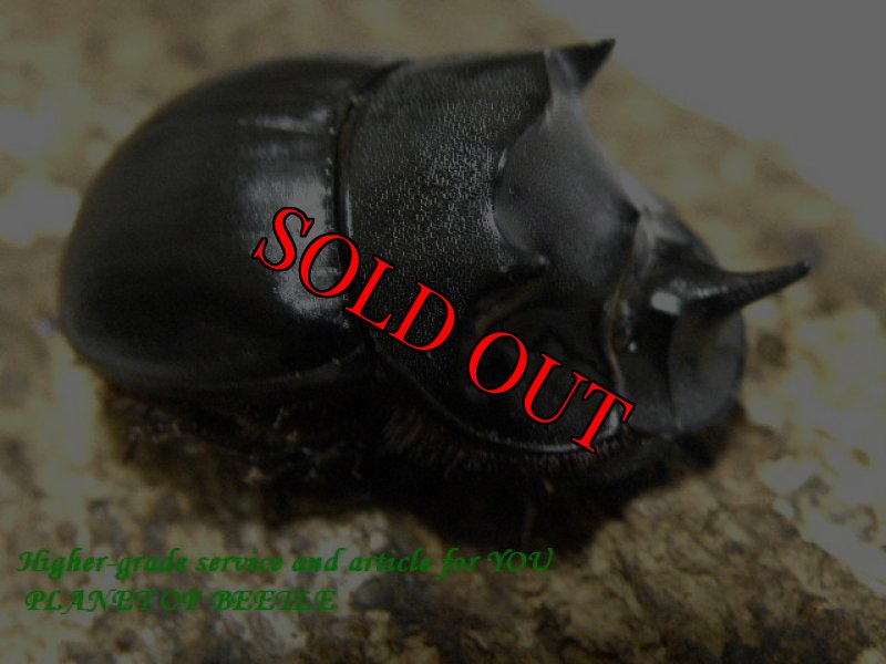 画像4: ブリード用乾燥牛糞付き！11/29天然タイワンダイコクコガネ完品ペア (4)