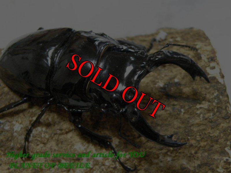 画像2: 12/3天然レギウスオオツヤ♂80mm♀49mmペア (2)