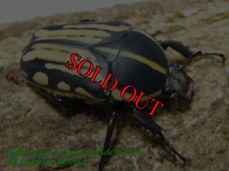 画像2: 西を覇する黒王！12/3天然クラッツクラッツ♂66mm♀45mm完品ペア (2)