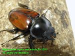 画像2: 10/3天然アカマルバネ・ローランドタイプ♂45mm♀42mm完品ペア (2)
