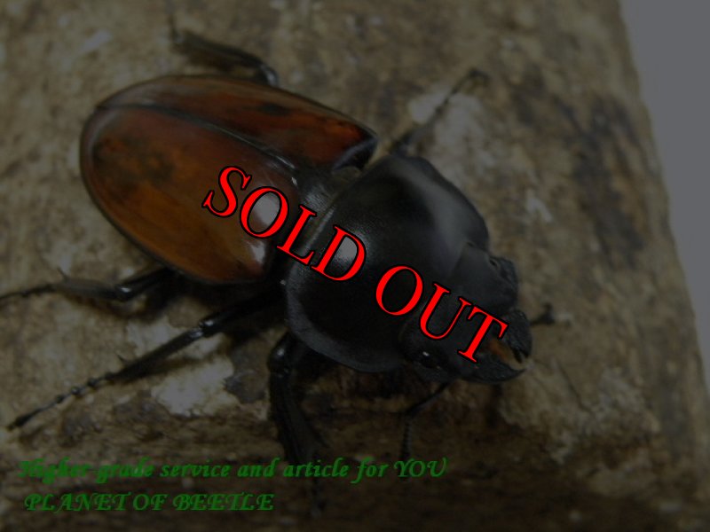 画像2: 10/3天然アカマルバネ・ローランドタイプ♂45mm♀42mm完品ペア (2)