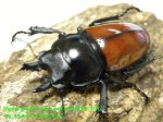 画像1: 10/3天然アカマルバネ・ローランドタイプ♂45mm♀42mm完品ペア (1)
