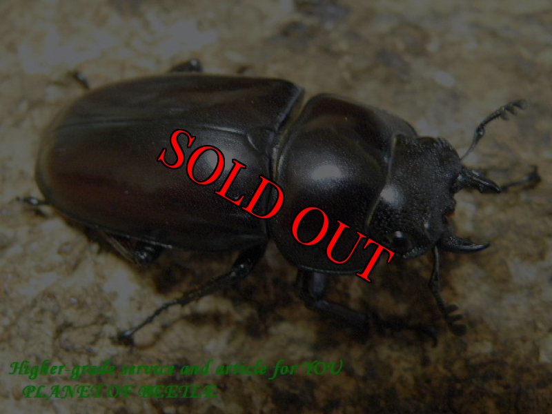 画像2: 6/4タンザニア!天然ナタールノコギリ♂45mm♀30mmペア (2)