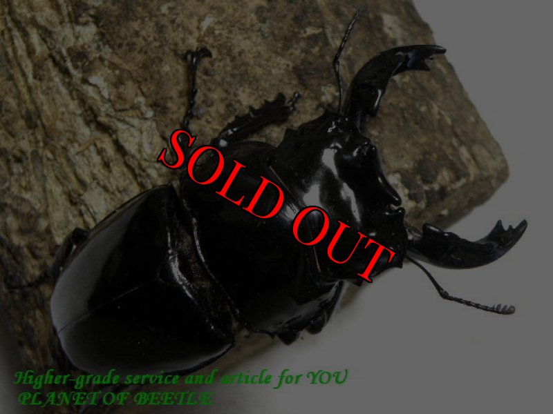 画像2: 12/3天然レギウスオオツヤ♂77mm♀42mmペア (2)