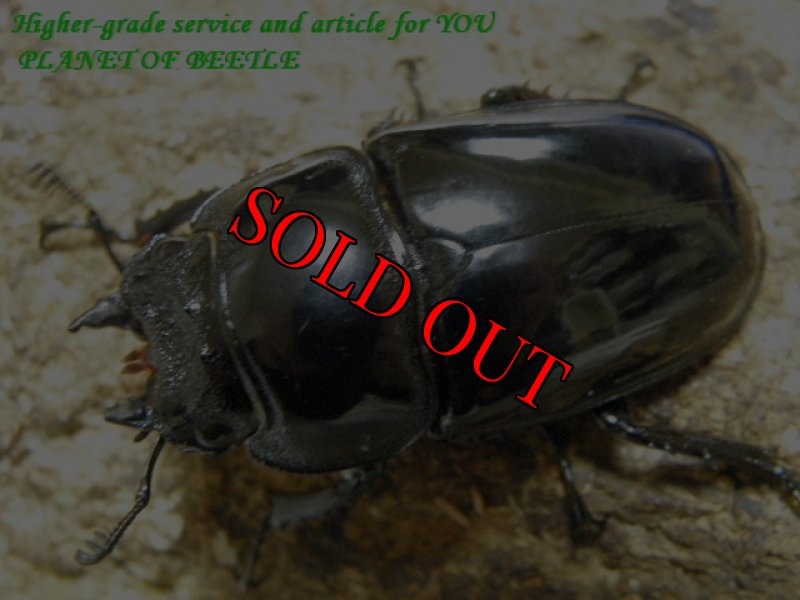 画像3: 12/3天然レギウスオオツヤ♂77mm♀42mmペア (3)