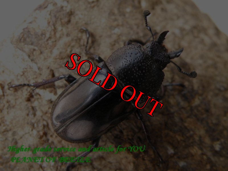 画像2: 1/6天然ドウイロクワガタ♂30mm♀25mmA-ペア (2)