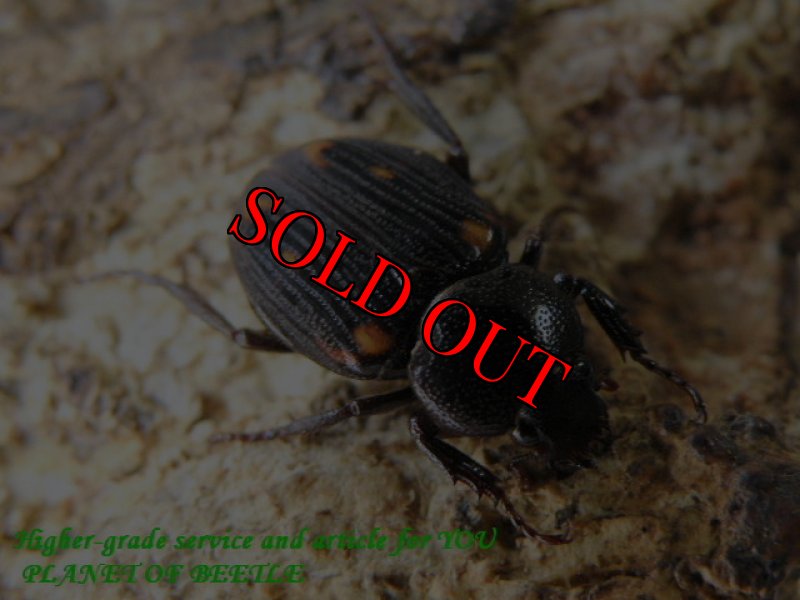 画像2: シエラレオネ産！Clastocnemis quadrimaculatus新成虫F1ペア (2)