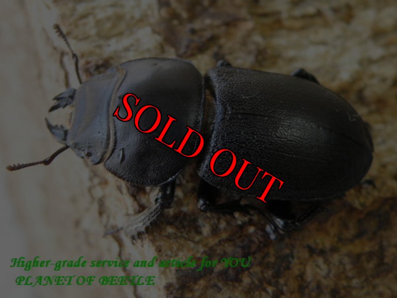 画像2: 大型!1/6天然チリハネナシクワガタ♂31mm♀29mmサービスペア (2)