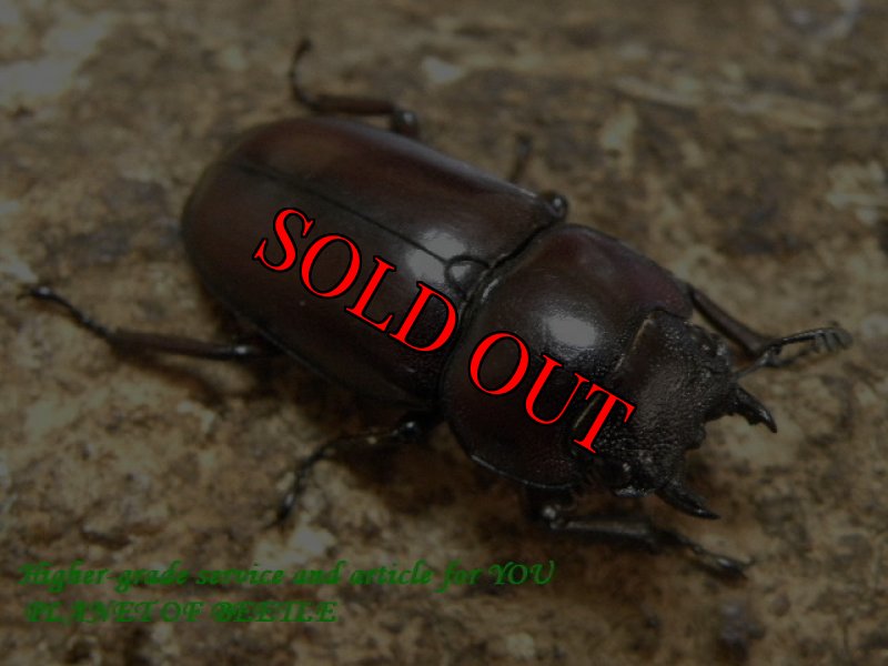 画像2: 6/4タンザニア！天然ナタールノコギリ♂39mm♀27mmペア (2)