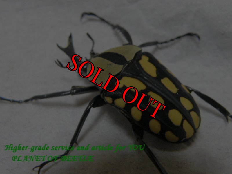 画像2: 4/9タンザニア！天然ホシボシツノカナブン完品ペア (2)