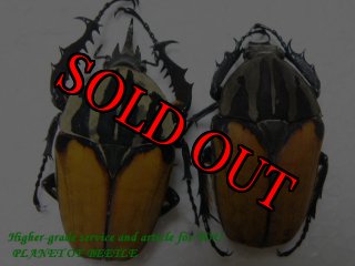 全商品 - PLANET OF BEETLE (Page 27)