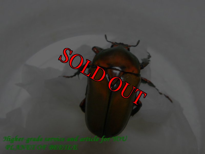 画像3: 5/7タンザニア！天然ミツノカナブン var.fasciicollis f.ignita完品ペア (3)