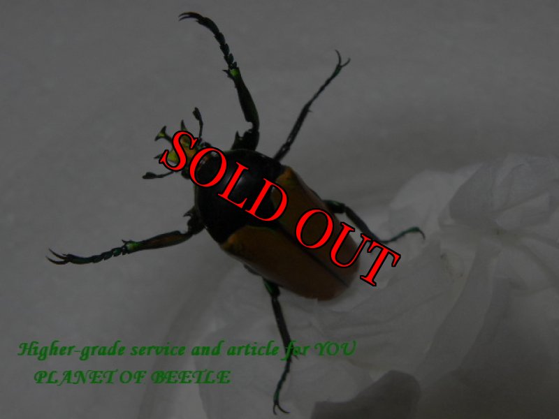 画像2: 20日まで限定トリオでお届け！5/27タンザニア！天然ミツノカナブンvar.marginipennis完品ペア (2)