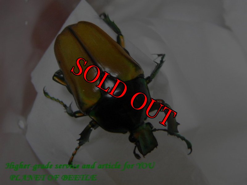 画像5: 20日まで限定トリオでお届け！5/27タンザニア！天然ミツノカナブンvar.marginipennis完品ペア (5)