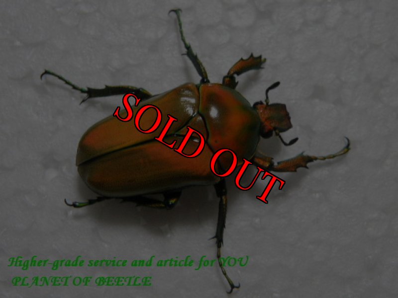 画像2: 5/27タンザニア！天然ミツノカナブンvar.marginipennis f.igniteペア (2)