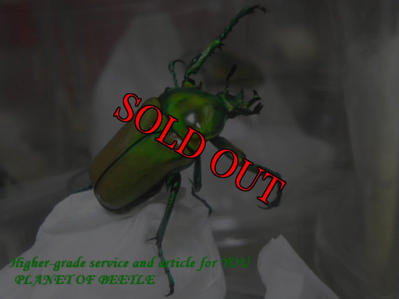 画像4: 20日まで限定トリオでお届け！5/27タンザニア！天然ミツノカナブンvar.marginipennis完品ペア (4)