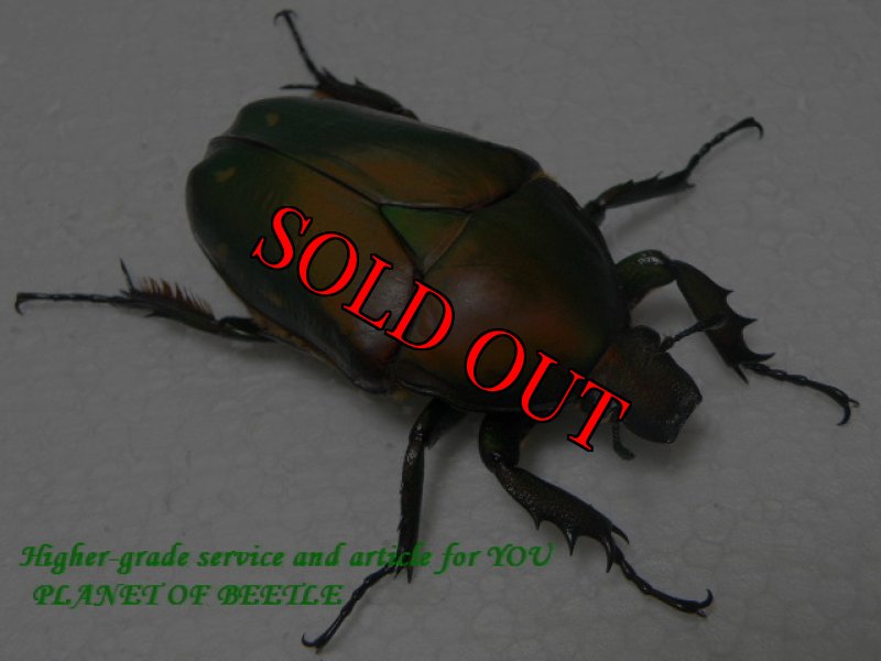 画像2: 4/9天然トルクアタインマキュリコリス♂79mm♀63mm完品ペア (2)