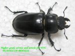 画像2: 6/7良型・天然タカサゴミヤマ♂75mm♀44mm完品ペア (2)
