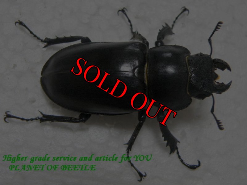 画像2: 6/7良型・天然タカサゴミヤマ♂75mm♀44mm完品ペア (2)