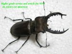 画像1: 6/7良型・天然タカサゴミヤマ♂75mm♀44mm完品ペア (1)