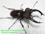 画像1: 6/15台湾ヒメミヤマ♂50mm♀30mm完品ペアNo1 (1)