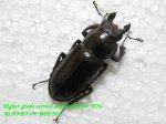画像2: 6/15台湾ヒメミヤマ♂50mm♀30mm完品ペアNo1 (2)