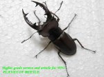 画像1: 6/15台湾ヒメミヤマ♂50mm♀30mm完品ペアNo2 (1)
