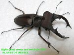 画像1: 6/15台湾ヒメミヤマ♂50mm♀31mm完品ペア (1)