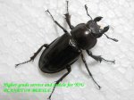 画像2: 6/15台湾ヒメミヤマ♂50mm♀30mm完品ペアNo2 (2)