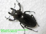 画像2: 6/15台湾ヒメミヤマ♂50mm♀31mm完品ペア (2)