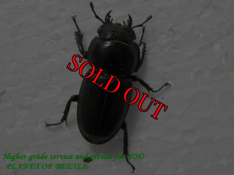 画像3: 6/28韓国・天然ファソルトヒラタ♂75mmアップ♀28mmペア (3)