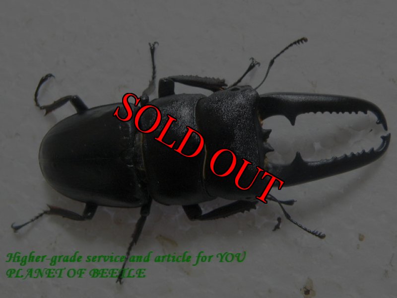 画像2: 6/28韓国・天然ファソルトヒラタ♂75mmアップ♀28mmペア (2)