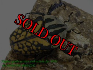 タンザニア産　オーベルチュールツノハナムグリ　65mm 52mmペア タンザニア産 オーベルチュールツノハナムグリ 65mm 52mmペア