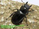 画像2: 6/7良型・天然タカサゴミヤマ♂74mm♀42mm完品ペア (2)
