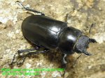 画像2: 6/7良型・天然タカサゴミヤマ♂72mm♀40mm完品ペア (2)