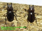 画像2: 6/15台湾ヒメミヤマ♂42mm♀31mm♀30mm完品トリオ (2)