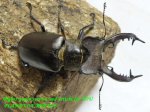 画像1: 6/7良型・天然タカサゴミヤマ♂72mm♀40mm完品ペア (1)