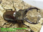 画像1: 6/7良型・天然タカサゴミヤマ♂74mm♀42mm完品ペア (1)