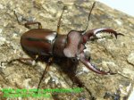 画像1: 7/25台湾ヒメミヤマ♂44mm♀30mmペア (1)