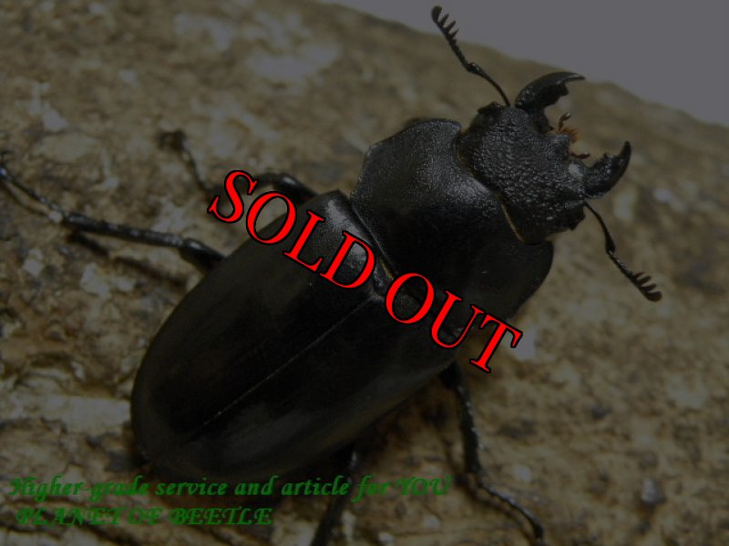 画像2: 7/25天然タイワンミヤマ北部型♂71mm♀36mm完品ペア (2)