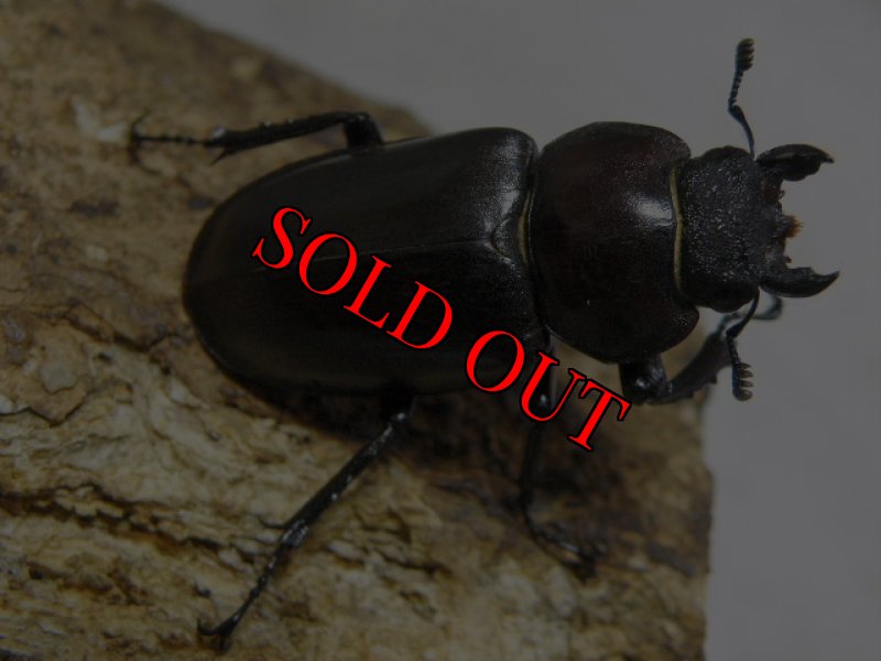 画像2: 8/1天然ディボウスキィミヤマクワガタ♂47mm♀34mmペア (2)