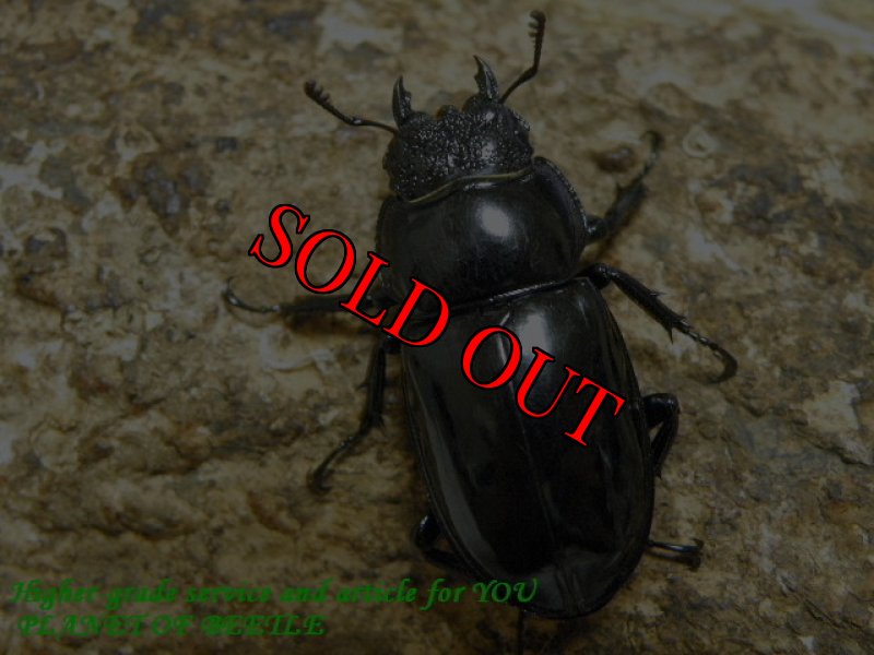 画像2: 8/1台湾・天然タイワンシカ♂46mm♀29mm完品ペア (2)